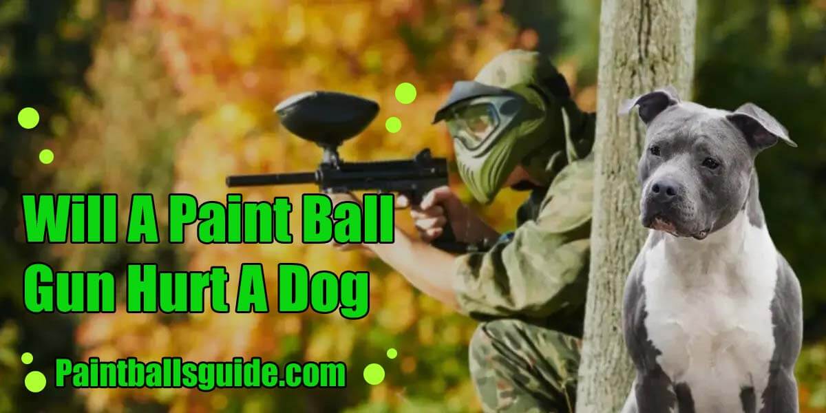 Will A Paint Ball Gun Hurt A Dog